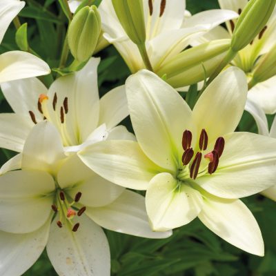 Close up of lilies